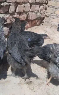 جوجه مرغ و خروس سیاه چشم زخم حصار
