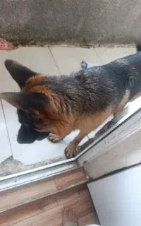 سگ ژرمن دورمن