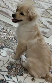 فوری پامراشپیتز4ماهه