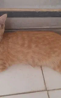 واگذاری دو بچه گربه نارنجی و ماده