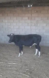 گوساله نر هلشتاین
