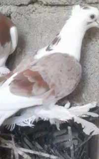 کفتر گره زاغ
