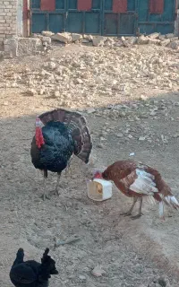 بوقلمون