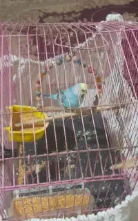 مرغ عشق با مزه