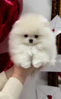 دنیای جذاب پامرانین عروسکی