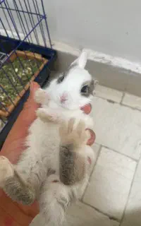 خرگوش