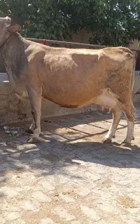 گاو ابستن