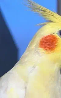 عروس هلندی گمشده