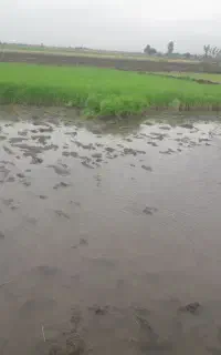 بذر شالی دمسیاه