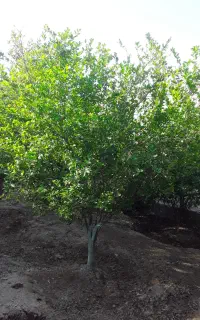 باغبانی ویلا