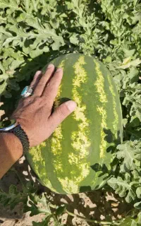 هندوانه بیضی و ساکاتا 4080