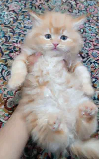 بریتیش،اسکاتیش،پرشین