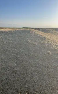 کاه گندم