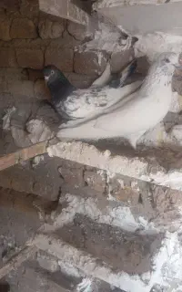 کبوتر