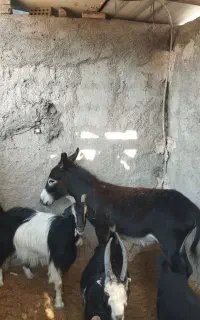 الاغ گله ای