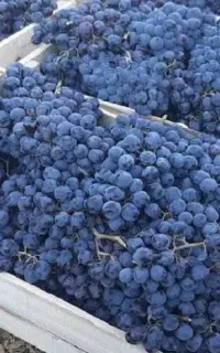 انگورسیاه دیمی
