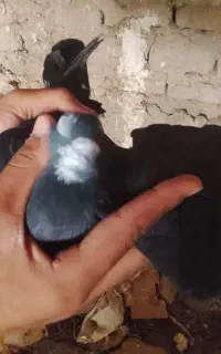 کفتر المانی