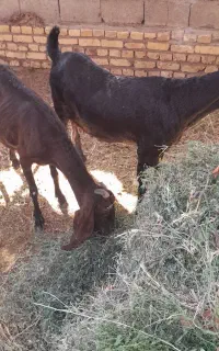 سلام دوعدد بزشیرا