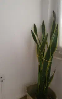 گل سانسوریا