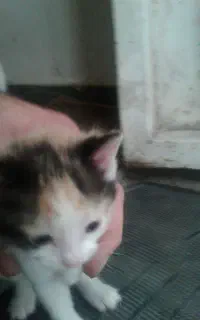 واگذاری رایگان بچه گربه دوماهه