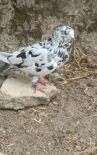 کبوتر سوسک تکپر پروازی