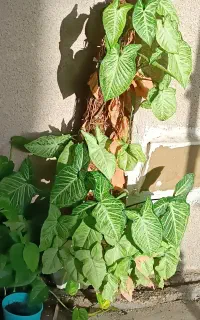 گیاه آپارتمانی گوش فیلی