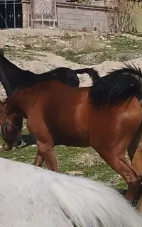 کره مادیان فروشی