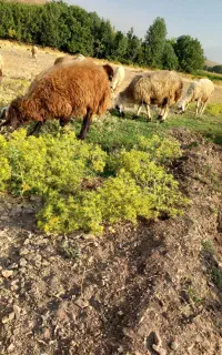 گوسفند نر