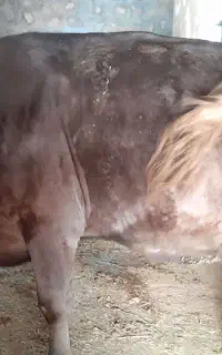 سلام گاو سیمینتال