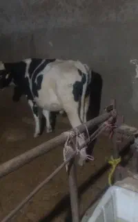 مال گوسال نر