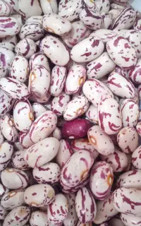 فروش لوبیا چیتی درجه یک