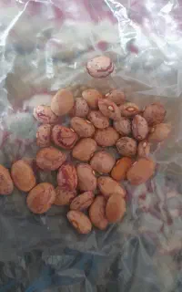 لوبیا چیتی