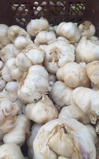 سیر درجه یک همدان