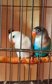 طوطی کوتوله رنگ خاص
