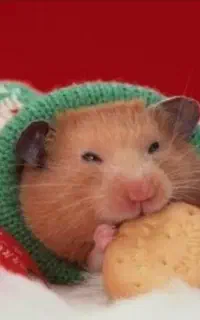 زیباترین همسترهای فسقلی مینیاتوری و کمپل وسوری