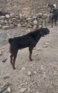 پاچن