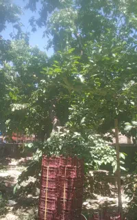 اجاره میوه سردرختی.