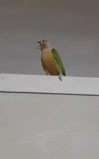 گرنچیک