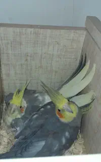 عروس هلندی نر ماده