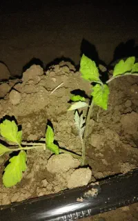 نشاگلخانه یک هکتار