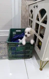 سگ پاپی