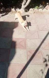 سگ پاکوتاه نژاددار