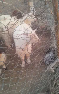 کره نر فروشی