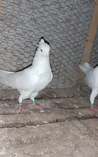 دو جفت کبوتر
