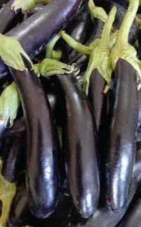 بادمجان(کشت شده در مرکز تحقیقات جهاد کشاورزی)