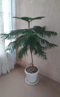 گل مطبق سرحال