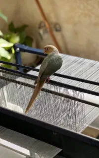 گیرینچیک دستی پاین اپل