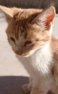 واگذاری بچه گربه