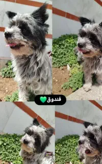 پاپی شناسنامه دار باهوش