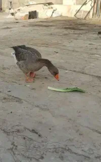 معاوضه غاز نر با مرغ وجوجه